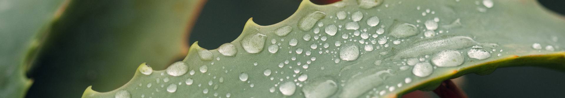 Banner Aloe Vera